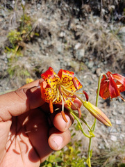 Lilium pardalinum vollmeri