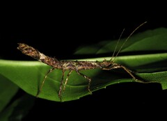 Creoxylus