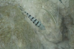 Abudefduf bengalensis
