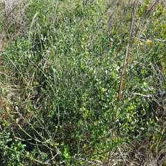 Baccharis glomeruliflora