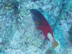 Notolabrus gymnogenis