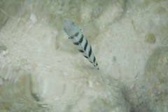 Abudefduf bengalensis