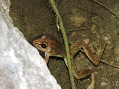 Lithobates brownorum
