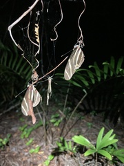 Heliconius charithonia