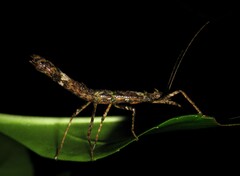 Creoxylus