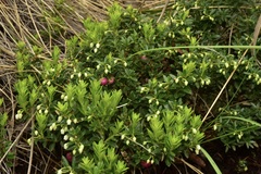 Gaultheria poeppigii