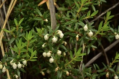 Gaultheria poeppigii