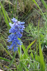 Vicia tenuifolia