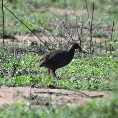 Pternistis swainsonii swainsonii