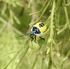 Commius elegans