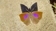 Surendra quercetorum