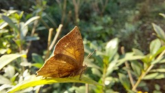 Surendra quercetorum