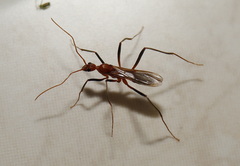 Leptomyrmex