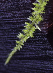 Homalothecium nuttallii