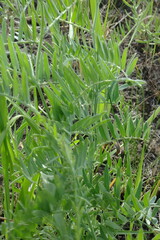 Vicia tenuifolia