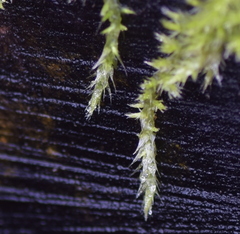 Homalothecium nuttallii