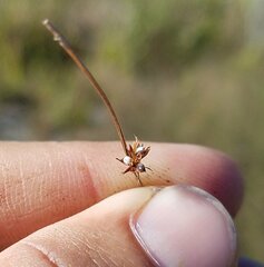 Scleria verticillata