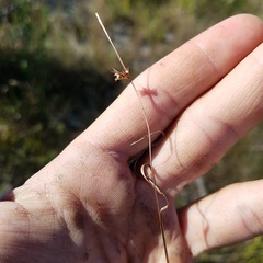 Scleria verticillata