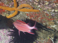Sargocentron diadema