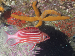 Sargocentron diadema