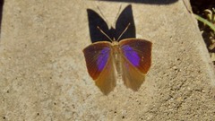 Surendra quercetorum