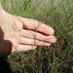 Schizachyrium rhizomatum