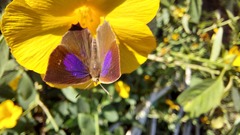 Surendra quercetorum