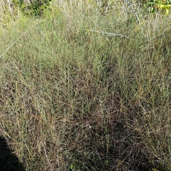 Schizachyrium rhizomatum