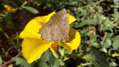 Surendra quercetorum