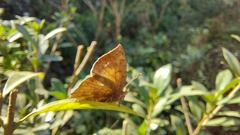 Surendra quercetorum