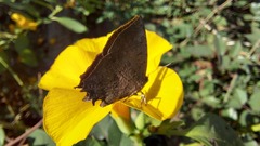 Surendra quercetorum