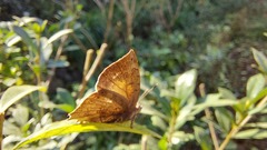 Surendra quercetorum