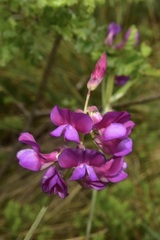 Lathyrus magellanicus