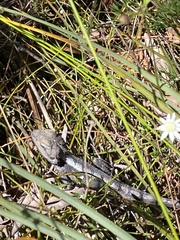 Amphibolurinae