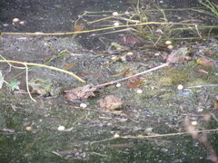 Pelophylax bedriagae