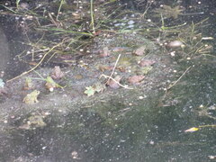 Pelophylax bedriagae