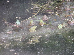 Pelophylax bedriagae