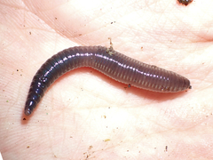 Megascolecidae