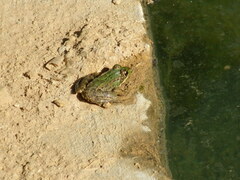 Pelophylax bedriagae