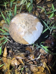 Amanita velosa