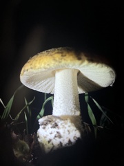 Amanita velosa