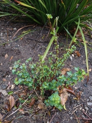 Ribes aureum gracillimum