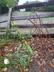 Ribes aureum gracillimum