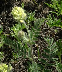 Oxytropis pilosa