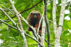 Plecturocebus discolor