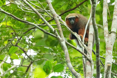 Plecturocebus discolor