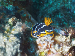 Chromodoris kuiteri