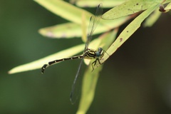 Austrogomphus amphiclitus