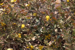 Rhynchosia nitens