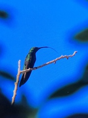 Anthracothorax dominicus